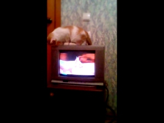 Зая смотрит телевизор.