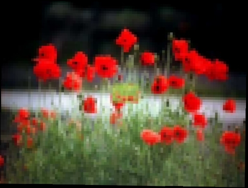 Видеоклип Ձախ Հարութ , Ռ.Թևոսյան - Կարմիր ծաղիկ մը գարունի