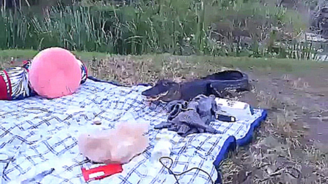 Видеоклип Аллигатор пришел на пикник