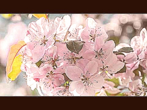 Видеоклип один раз в год сады цветут / flowering gardens
