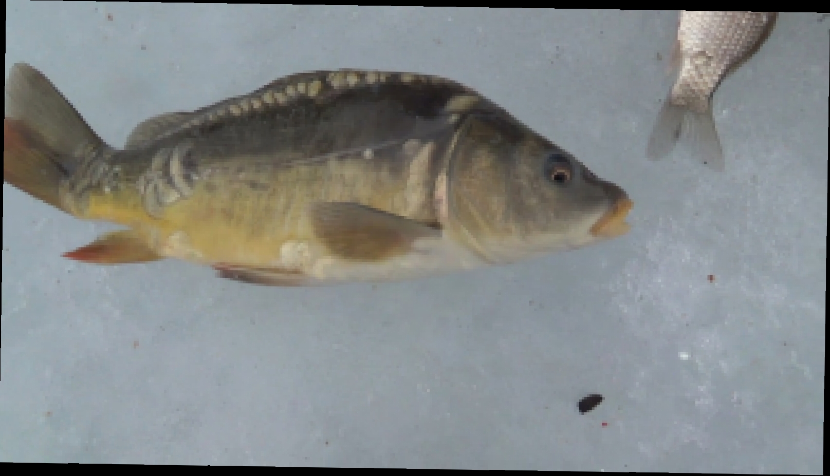 Видеоклип Карась, Карп | Ловля зимой со льда | Рыбалка 2017