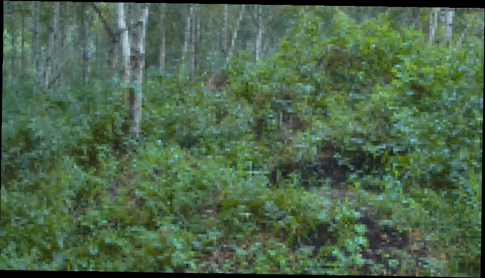 Видеоклип Релаксация: Звук и видео летнего дождя в эстонском лесу Капли стучат по листьям осин 1020 HD
