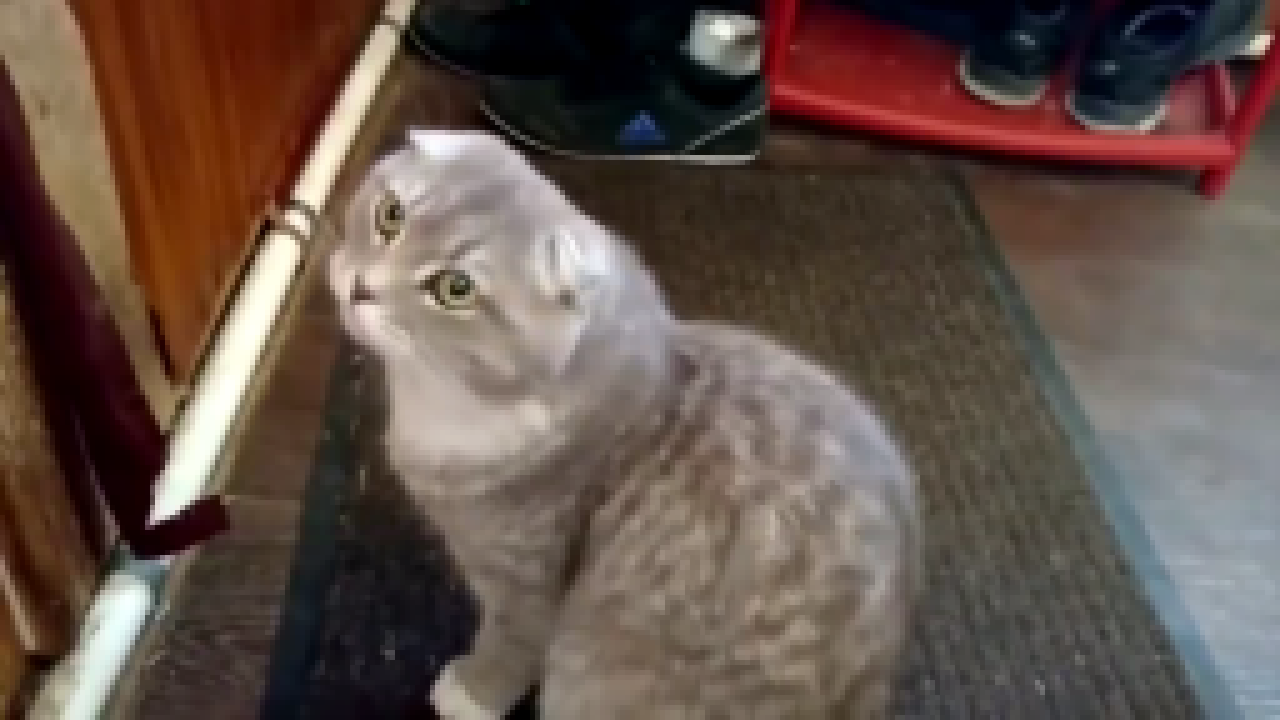 Видеоклип Как хозяин обучил кота и ротвейлера жить во взаимопонимании