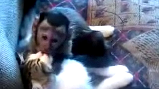 Видеоклип Мартышка насильно целует кису