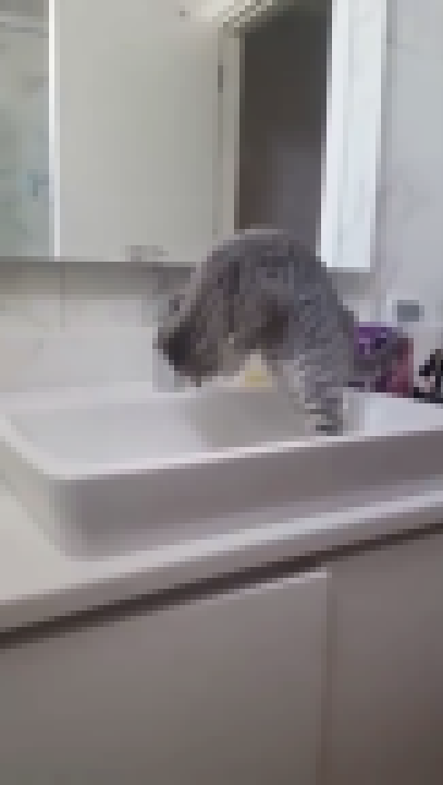 Видеоклип Кот пьет воду из под крана