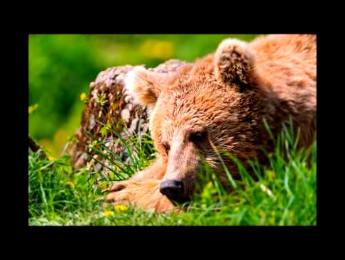 Медведи в HD - Бурый медведь, Белый медведь, большая панда, медведи фото