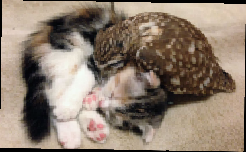 Видеоклип Дружба кота и совы| Найдено в сети | Х-версии. Другие новости