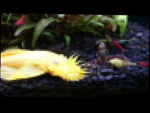 Видеоклип Жёлтый анциструс, хозяин аквариума