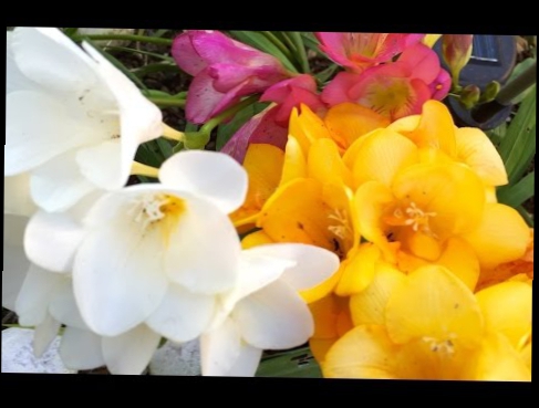 Видеоклип сад и огород ранней весной (Pasqvetta -следующий день после пасхи)6 апреля