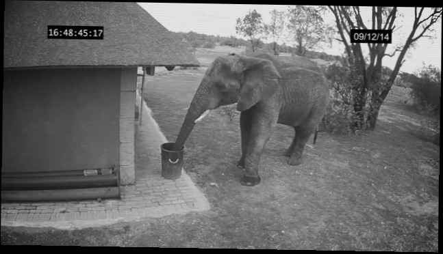Видеоклип Слон убирает мусор