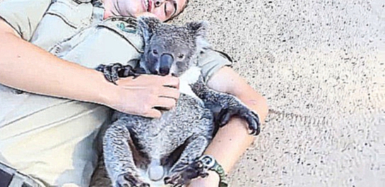 Видеоклип Милая коала играет и обнимается с девушкой