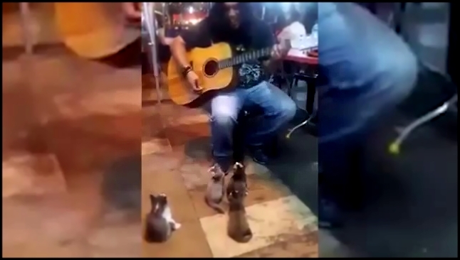 Видеоклип Уличный музыкант поет для котят