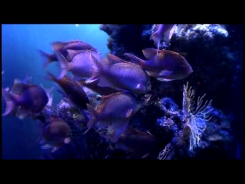 Видеоклип Аквариум в Монако