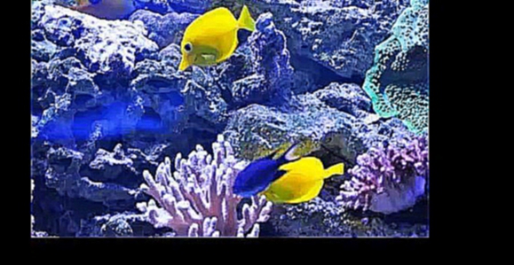 Видеоклип Аквариум в Киеве, морской аквариум, рыбы для аквариума
