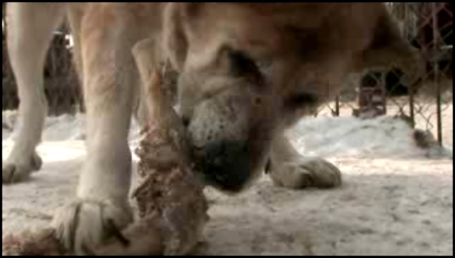 Видеоклип В Польше от аномального холода замерзают собаки
