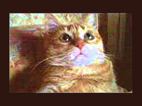 Видеоклип У кошки четыре ноги