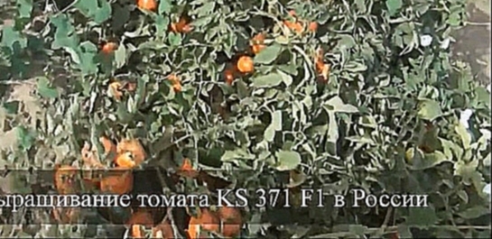 Видеоклип Cемена Китано. Выращивание томата KS 371 F1
