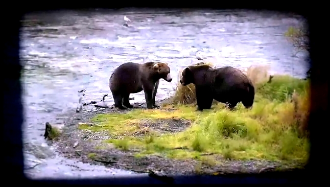 Видеоклип   Дикая природа Аляски: Одинокий бурый медведь желает лакомиться лососем.  Часть 2 