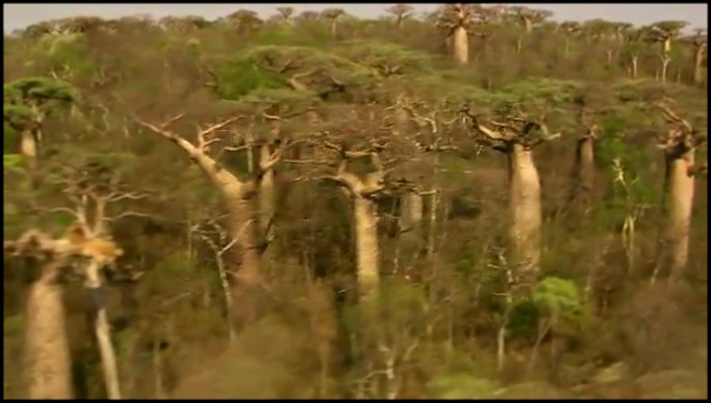 Видеоклип BBC: Мадагаскар: Земля, где эволюция шла своим путём: Остров чудес / 1 серия