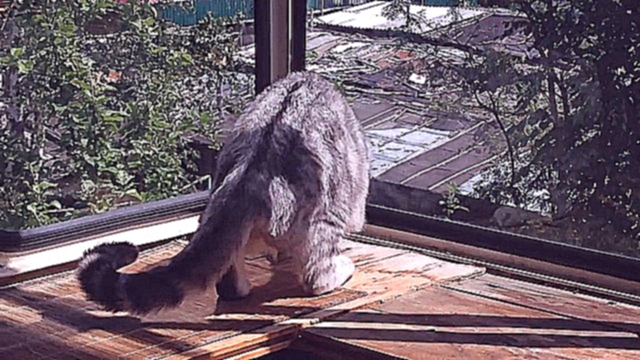 Видеоклип Кошка -Котэ Джесика ловит майского жука на балконе. Говорящая кошка
