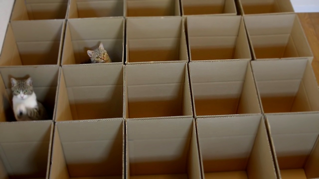 Видеоклип коробочный рай для котят