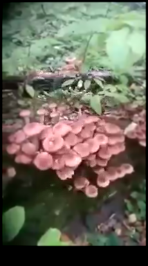 Видеоклип Мои грибы! Это все мои!