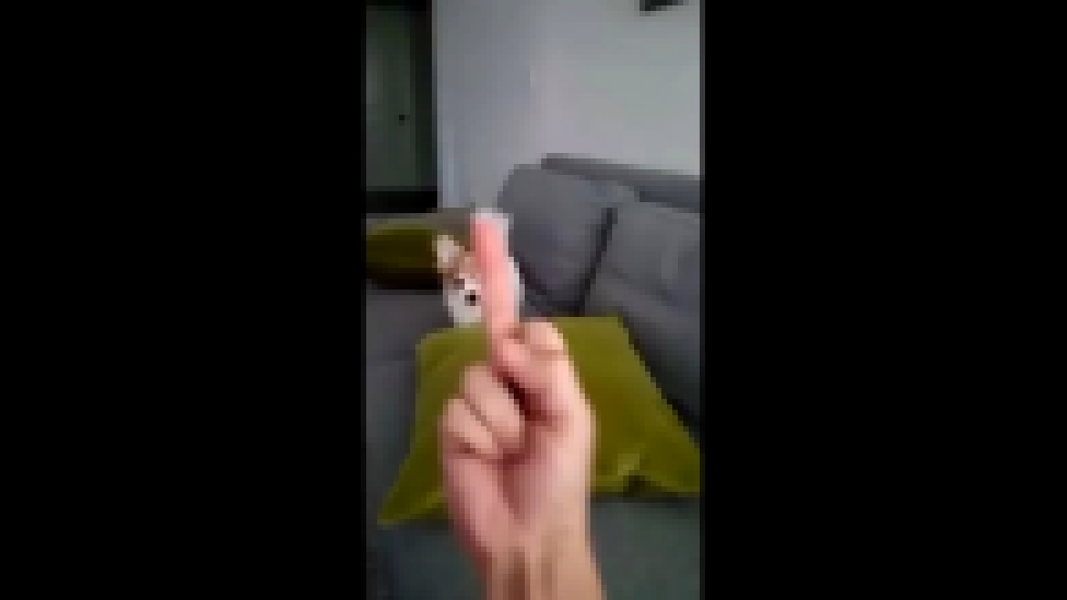 Видеоклип Собака злится на средний палец