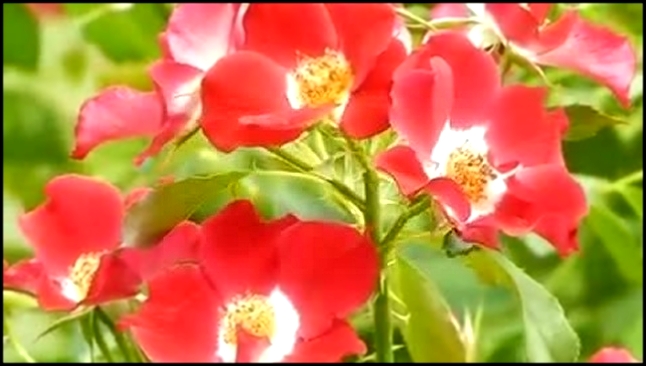 Видеоклип Новые сорта роз выращивают в Киеве