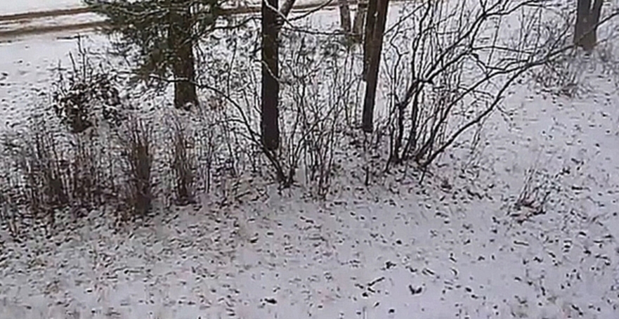 Видеоклип Пришла зима Снег идет Медведи спят 24 11 2015