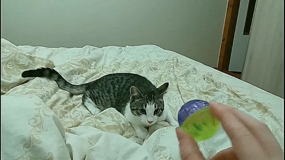 Видеоклип Кот играет с мячиком