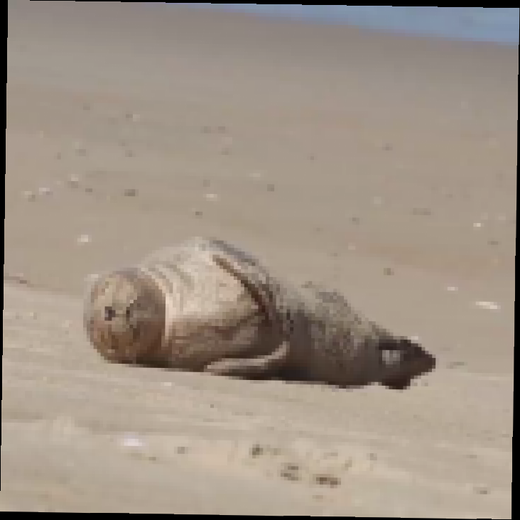 Видеоклип Маленький тюлень кайфует на берегу 