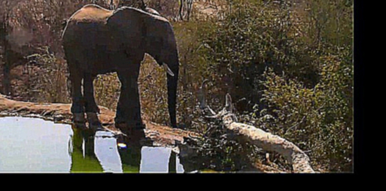 Видеоклип Дикая Природа. Африка: Одинокий и печальный слон у водопоя Naledi Sad elephant