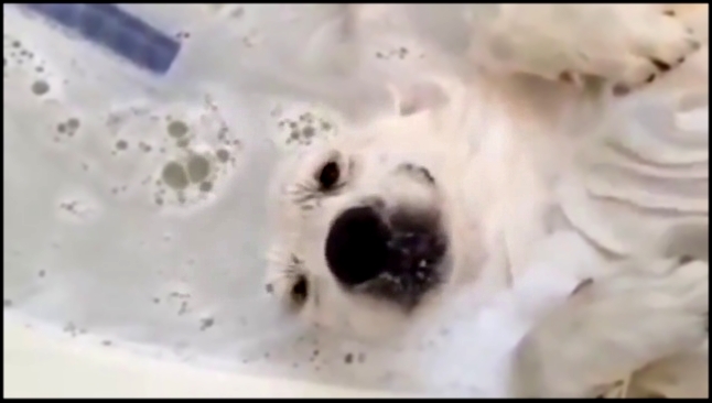 Собака балдеет в ванне. Забавного пса моют в ванне
