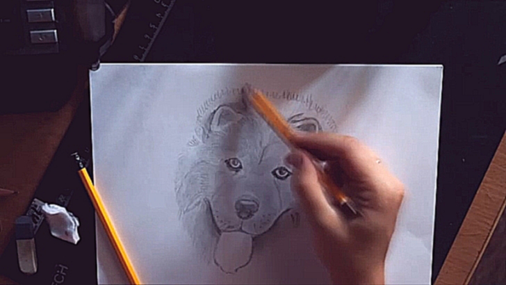 Видеоклип Как нарисовать собаку. Чау Чау