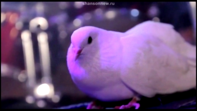Бутырка - Сорвутся голуби