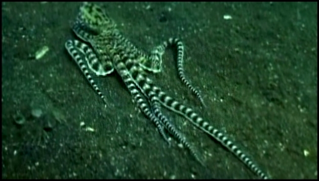 Видеоклип National Geographic: Дьяволы морских глубин 