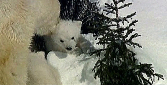 Видеоклип Белые медведи: жизнь на тонком льду