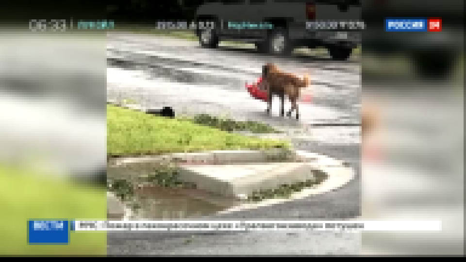 Видеоклип Находчивый пес, спасающийся от урагана 