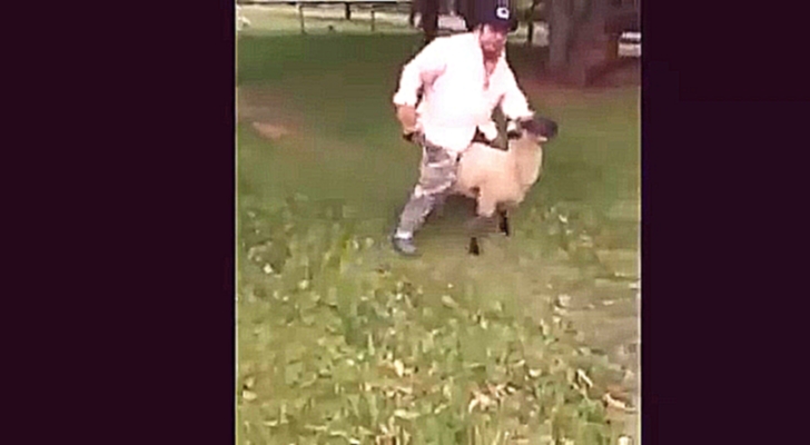 Видеоклип Мужик скакал на овце, а потом пришлось расплачиваться