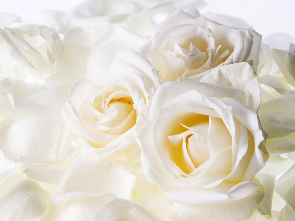 Белые розы | Аркадиас