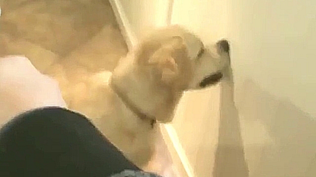 Видеоклип Когда твой пёс не очень умный