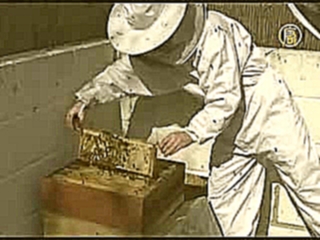 Видеоклип Улей на крыше офиса: чтобы сохранить жужжание пчел
