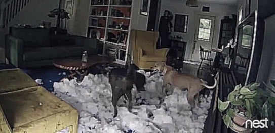 Видеоклип Собаки разорвали подушку от дивана