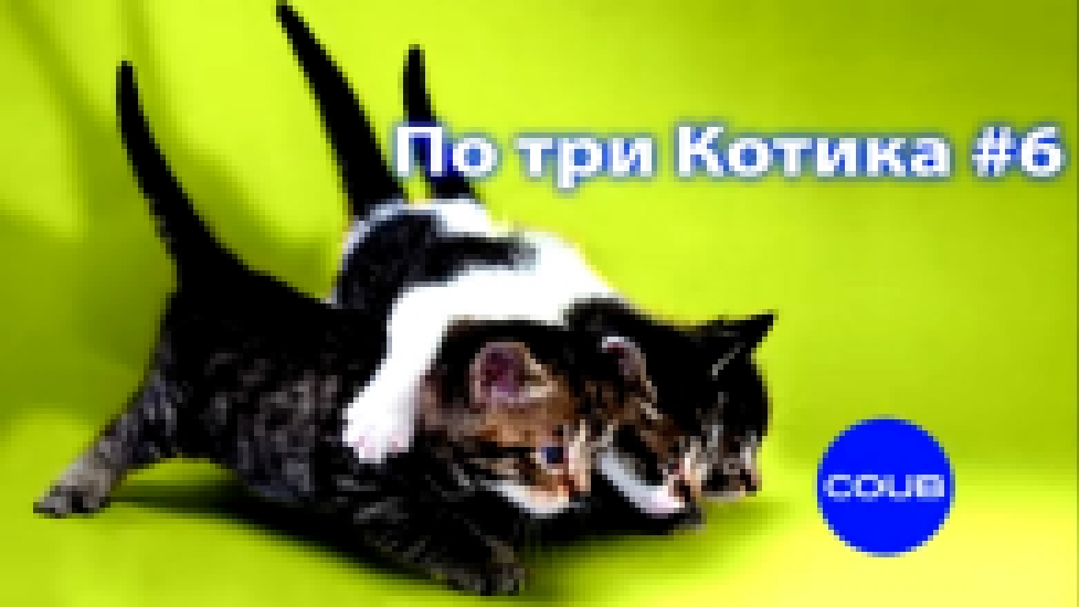 Видеоклип Три кота #6. Приколы с котами. Говорящие коты. Three cat #5. Talking cats. Лучшие коубы