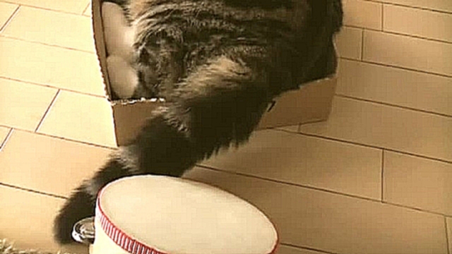 Видеоклип Кошка играет на барабане