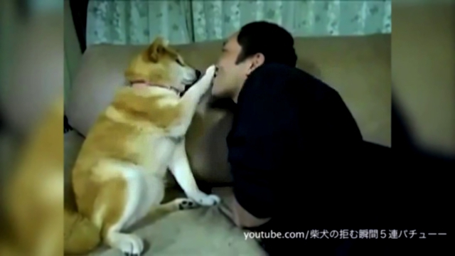 Видеоклип животные,которые не любят целоваться 