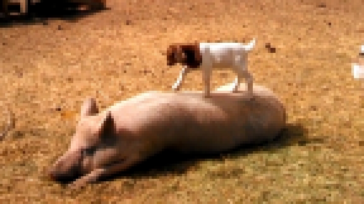 Видеоклип Маленькая козочка прыгает по огромной свинье