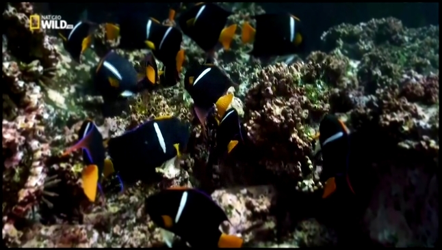 Видеоклип Самые опасные животные. Морские глубины Nat Geo Wild HD