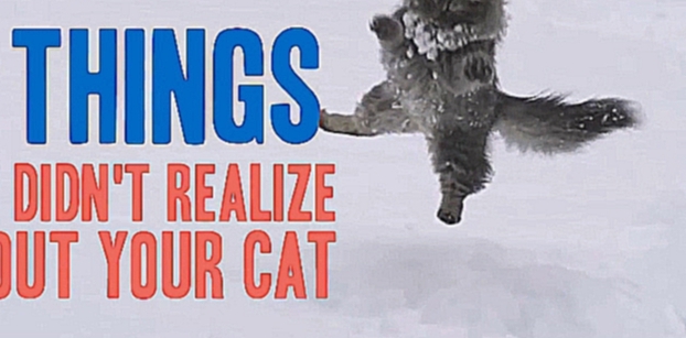 Видеоклип 7 вещей, которые вы не можете понять в своей кошке