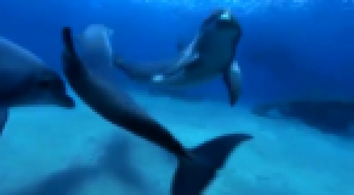 Видеоклип Подводный   Мир   Дельфинов.   Underwater World of Dolphins.